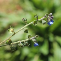 Cynoglossum zeylanicum (Sw. ex Lehm.) Thunb. ex Brand